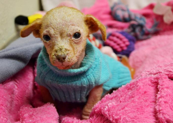 Hairless puppy in sweater