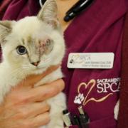 One eyed kitten being held by a veterinarian