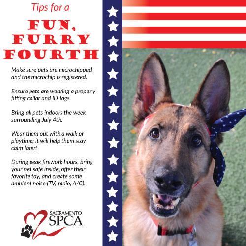 Indoor Activites for Your Dog - Sacramento SPCA