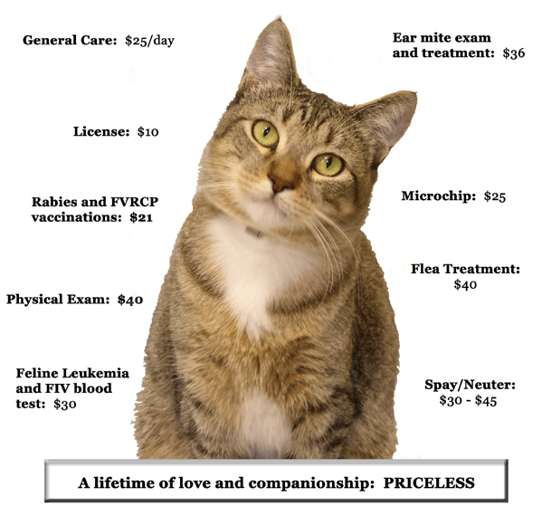 cost to microchip a cat