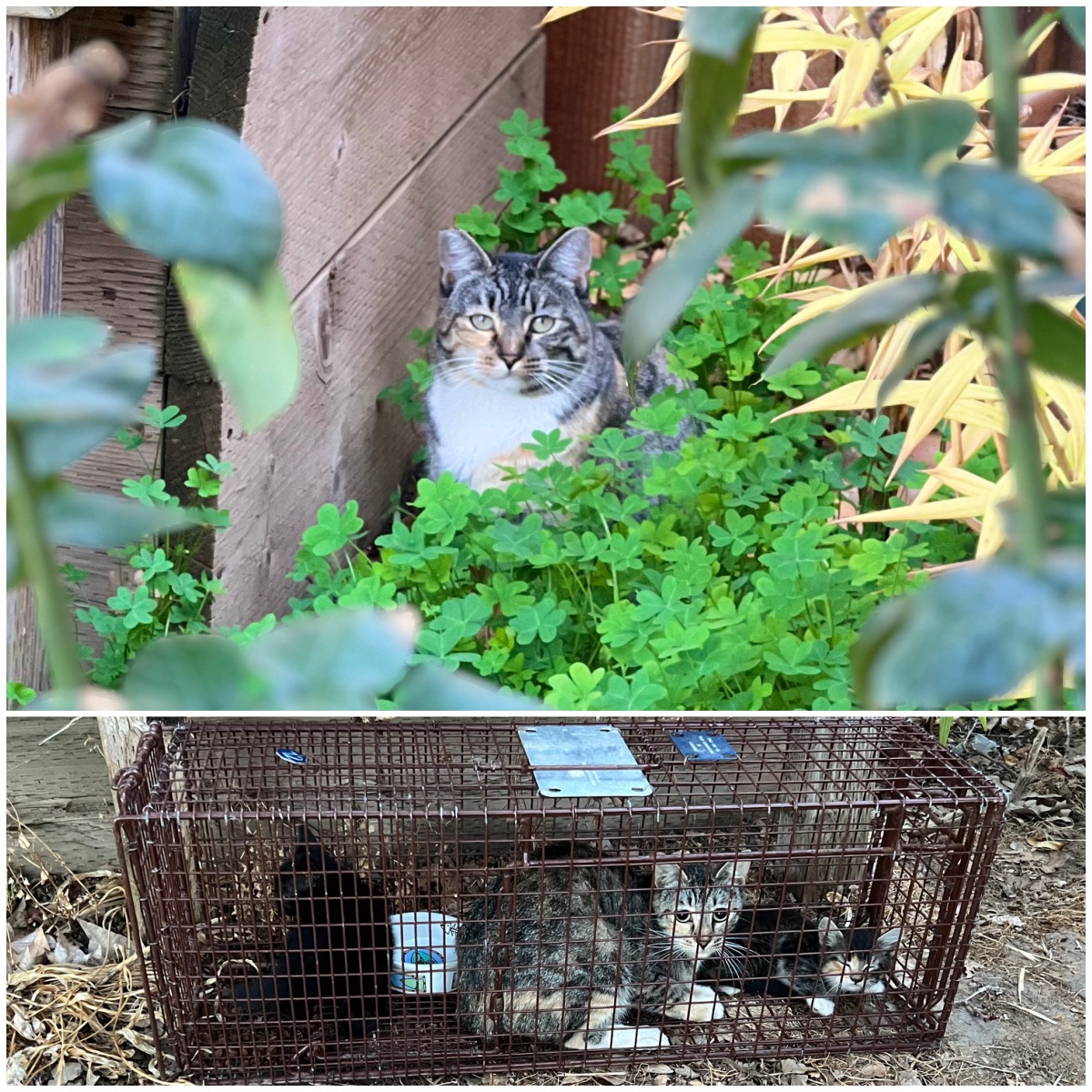 Feral/Community Cat Program - Sacramento SPCA