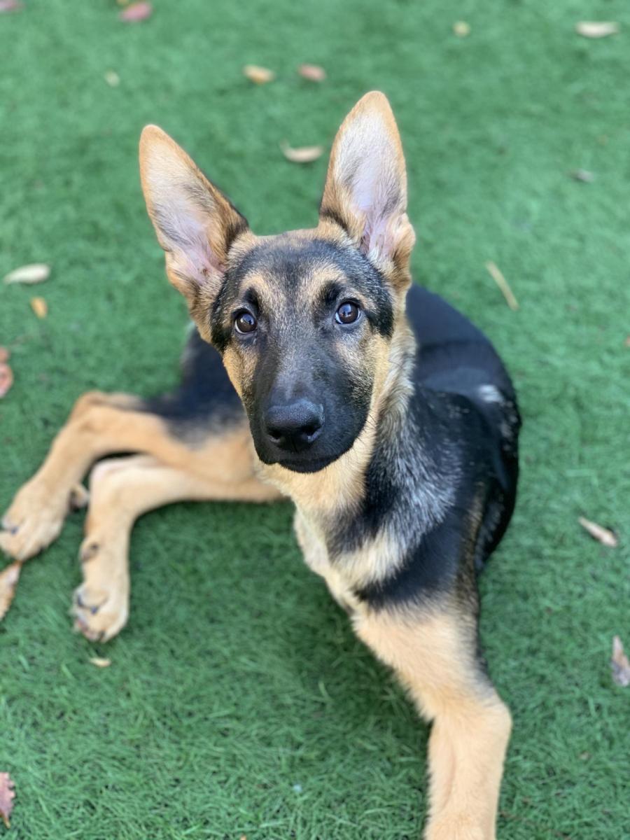 sspca puppies for rehoming