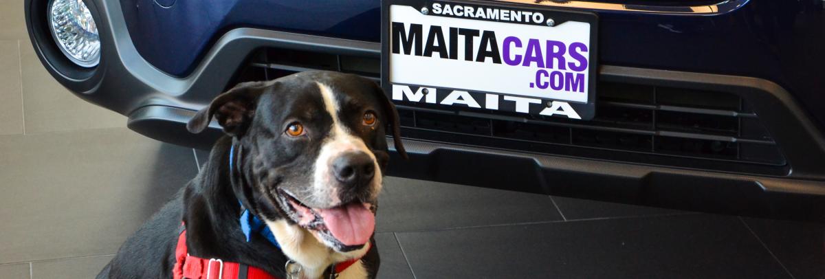 Fall Adoption Event Oct 8 Sacramento Spca Fall Adoption Event Oct 8 Sacramento Spca
