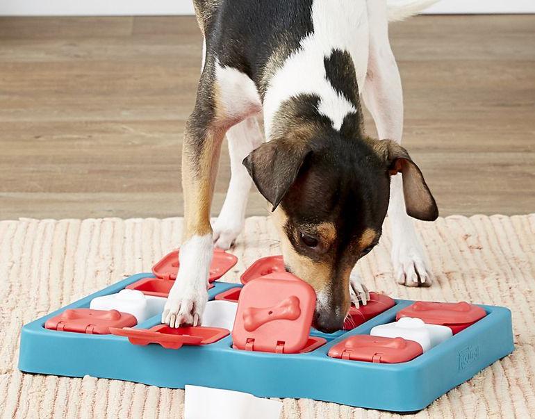 These Interactive Dog Toys Keep Your Pup Busy When You Need It Most