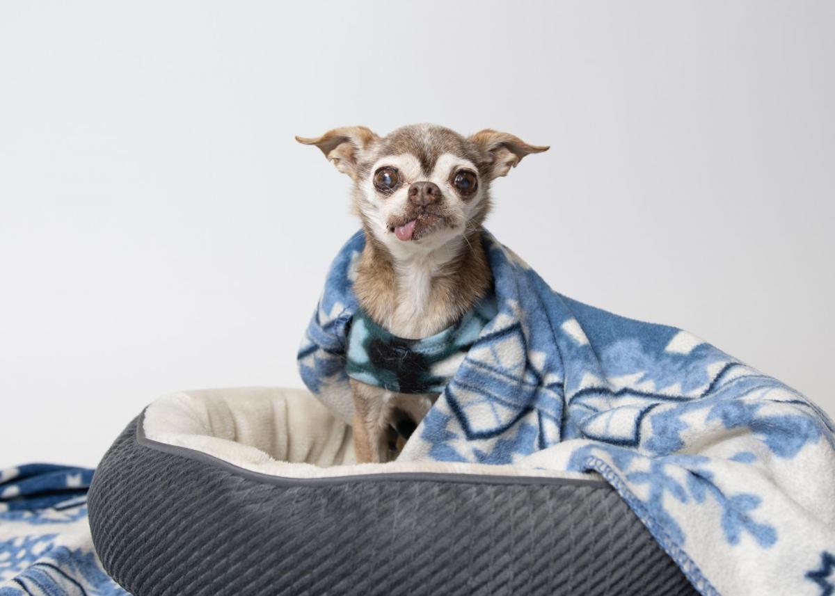 Does Spca Take Dog Beds