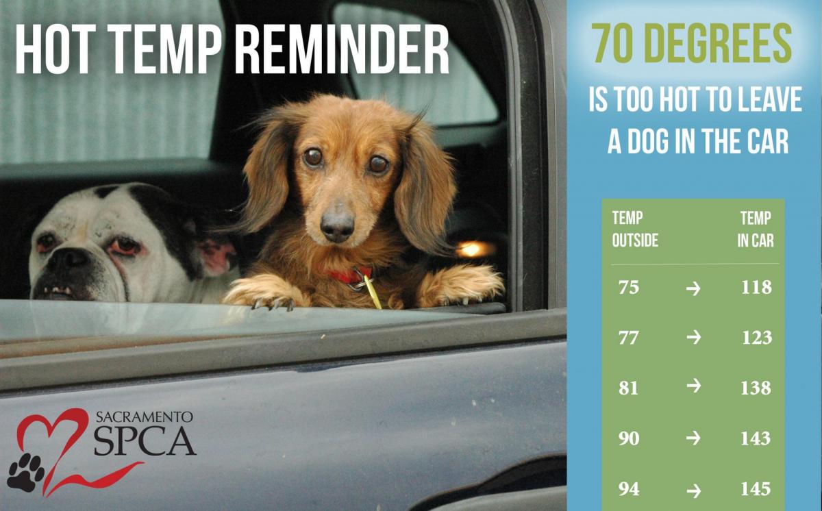 What Temperature Should You Bring Your Dog Inside