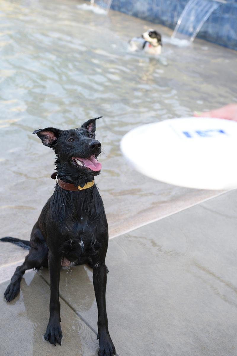 Indoor Activites for Your Dog - Sacramento SPCA