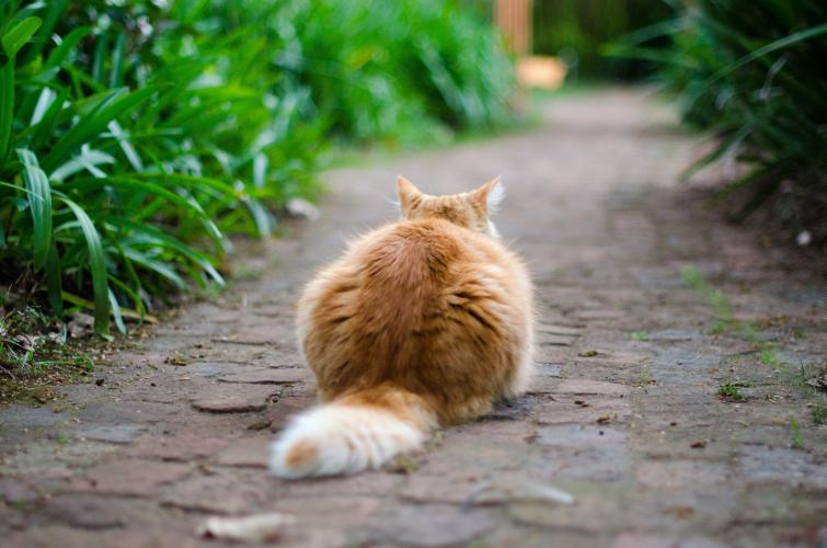 Cat sitting on walkway