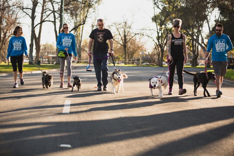 People walking with dogs