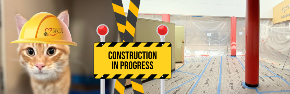 a cat in a construction hat with sign stating construction progress and a photo of the adoption center with plastic sheeting hanging up