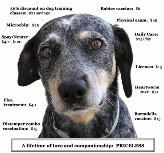 Photo of dog with information in post