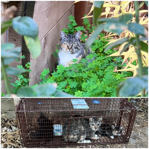 cat with ear tip and cat in feral cat trap