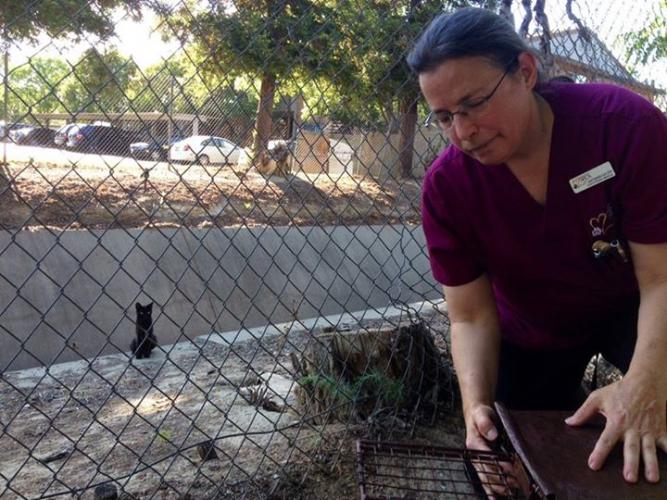 Veterinarian releasing a feral cat in a trap