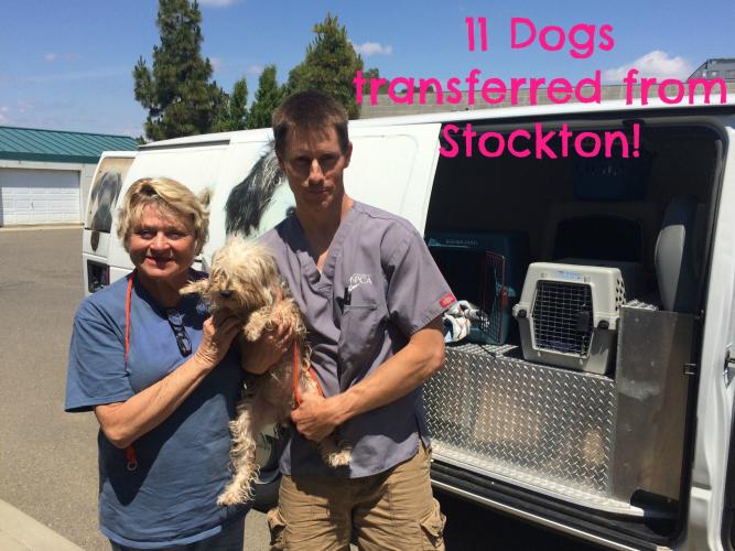 Alex and Nathan transferring dogs from Stockton