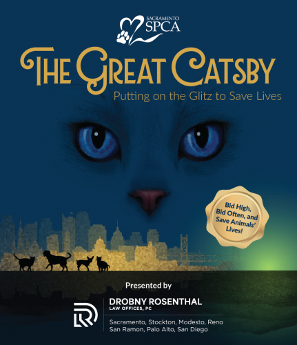The Great Catsby main theme image of cat eyes and a sacramento city scape