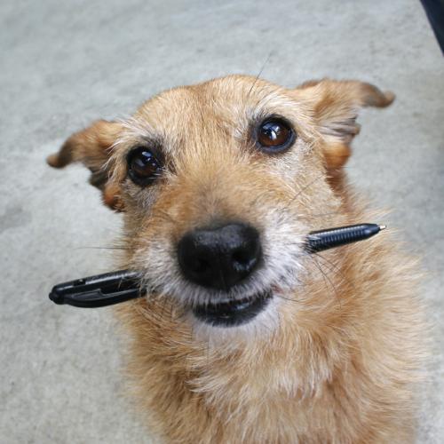 Dog with Pen