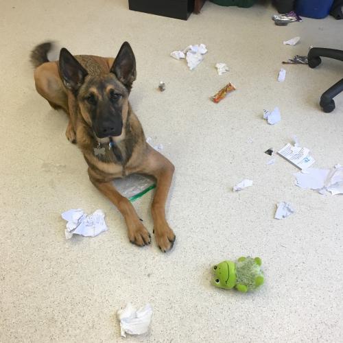Dog surrounded by ripped up paper
