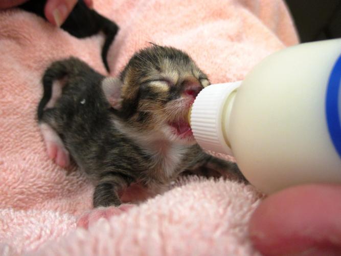 Neonatal kitten drinking from the bottle