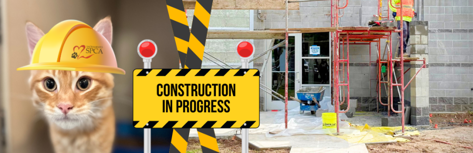 Cat wearing a construction hat with a photo of the cat intake lobby under construction