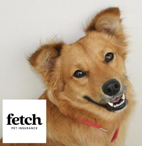 photo of a dog with the Fetch Pet Insurance logo