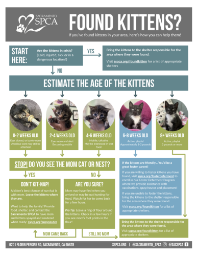 Instructions for caring for kittens with kitten imagery