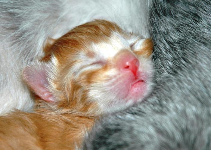 Newborn kitten
