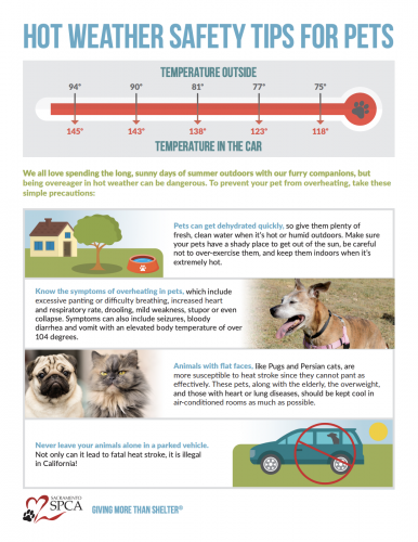 Hot Weather Safety Tips for Pets